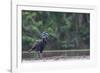 Abyssinian ground hornbill walking along riverbank, The Gambia-Bernard Castelein-Framed Photographic Print