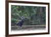 Abyssinian ground hornbill walking along riverbank, The Gambia-Bernard Castelein-Framed Photographic Print