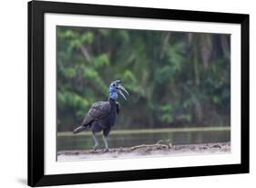 Abyssinian ground hornbill walking along riverbank, The Gambia-Bernard Castelein-Framed Photographic Print