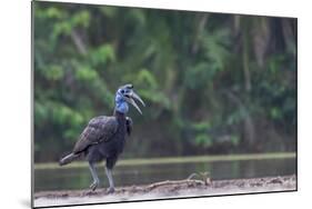 Abyssinian ground hornbill walking along riverbank, The Gambia-Bernard Castelein-Mounted Photographic Print