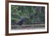 Abyssinian ground hornbill walking along riverbank, The Gambia-Bernard Castelein-Framed Photographic Print