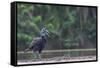 Abyssinian ground hornbill walking along riverbank, The Gambia-Bernard Castelein-Framed Stretched Canvas