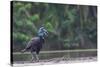 Abyssinian ground hornbill walking along riverbank, The Gambia-Bernard Castelein-Stretched Canvas