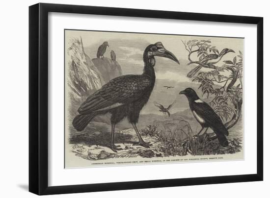 Abyssinian Hornbill-Thomas W. Wood-Framed Giclee Print
