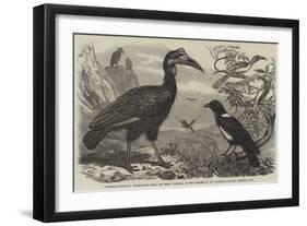 Abyssinian Hornbill-Thomas W. Wood-Framed Giclee Print