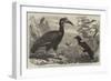 Abyssinian Hornbill-Thomas W. Wood-Framed Giclee Print