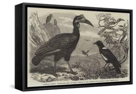 Abyssinian Hornbill-Thomas W. Wood-Framed Stretched Canvas