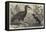 Abyssinian Hornbill-Thomas W. Wood-Framed Stretched Canvas