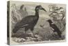 Abyssinian Hornbill-Thomas W. Wood-Stretched Canvas