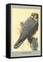 Abyssinian Lanner-Louis Agassiz Fuertes-Framed Stretched Canvas