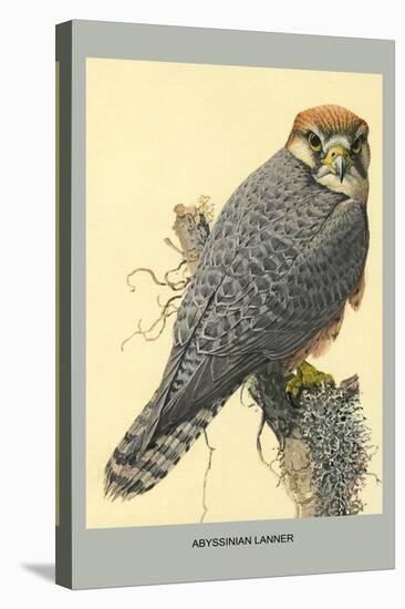 Abyssinian Lanner-Louis Agassiz Fuertes-Stretched Canvas