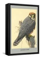 Abyssinian Lanner-Louis Agassiz Fuertes-Framed Stretched Canvas