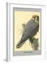 Abyssinian Lanner-Louis Agassiz Fuertes-Framed Art Print