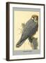 Abyssinian Lanner-Louis Agassiz Fuertes-Framed Art Print