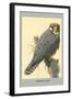 Abyssinian Lanner-Louis Agassiz Fuertes-Framed Art Print