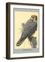 Abyssinian Lanner-Louis Agassiz Fuertes-Framed Art Print