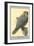 Abyssinian Lanner-Louis Agassiz Fuertes-Framed Art Print