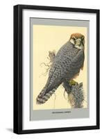 Abyssinian Lanner-Louis Agassiz Fuertes-Framed Art Print