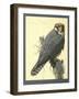 Abyssinian Lanner-null-Framed Giclee Print