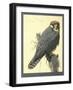 Abyssinian Lanner-null-Framed Giclee Print