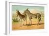 Abyssinian Male and Indian Onager Female-Samuel Sidney-Framed Art Print