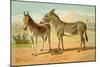 Abyssinian Male and Indian Onager Female-Samuel Sidney-Mounted Art Print