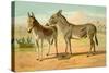 Abyssinian Male and Indian Onager Female-Samuel Sidney-Stretched Canvas