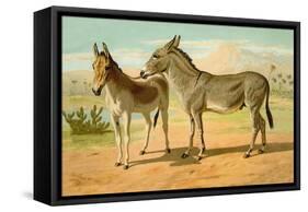 Abyssinian Male and Indian Onager Female-Samuel Sidney-Framed Stretched Canvas