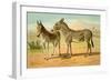 Abyssinian Male and Indian Onager Female-Samuel Sidney-Framed Art Print