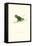 Abyssinian Parakeet - Agapornis Taranta-Edward Lear-Framed Stretched Canvas