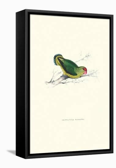 Abyssinian Parakeet - Agapornis Taranta-Edward Lear-Framed Stretched Canvas