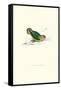 Abyssinian Parakeet - Agapornis Taranta-Edward Lear-Framed Stretched Canvas