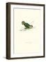 Abyssinian Parakeet - Agapornis Taranta-Edward Lear-Framed Art Print