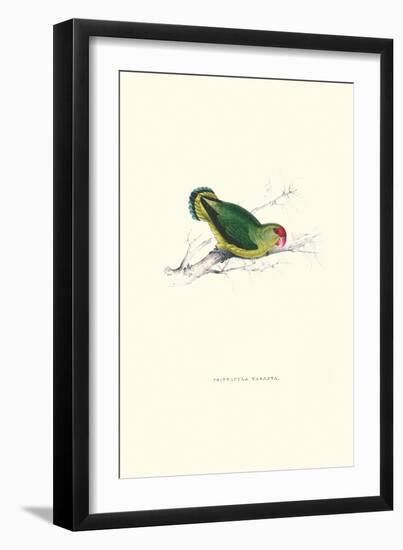 Abyssinian Parakeet - Agapornis Taranta-Edward Lear-Framed Art Print