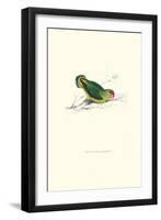 Abyssinian Parakeet - Agapornis Taranta-Edward Lear-Framed Art Print