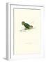 Abyssinian Parakeet - Agapornis Taranta-Edward Lear-Framed Art Print