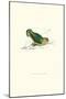 Abyssinian Parakeet - Agapornis Taranta-Edward Lear-Mounted Art Print