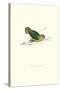 Abyssinian Parakeet - Agapornis Taranta-Edward Lear-Stretched Canvas