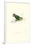 Abyssinian Parakeet - Agapornis Taranta-Edward Lear-Framed Art Print