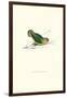 Abyssinian Parakeet - Agapornis Taranta-Edward Lear-Framed Art Print