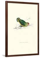 Abyssinian Parakeet - Agapornis Taranta-Edward Lear-Framed Art Print