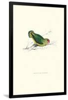 Abyssinian Parakeet - Agapornis Taranta-Edward Lear-Framed Art Print