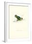 Abyssinian Parakeet - Agapornis Taranta-Edward Lear-Framed Art Print