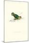 Abyssinian Parakeet - Agapornis Taranta-Edward Lear-Mounted Art Print