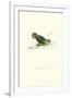 Abyssinian Parakeet - Agapornis Taranta-Edward Lear-Framed Art Print