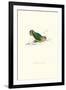 Abyssinian Parakeet - Agapornis Taranta-Edward Lear-Framed Art Print