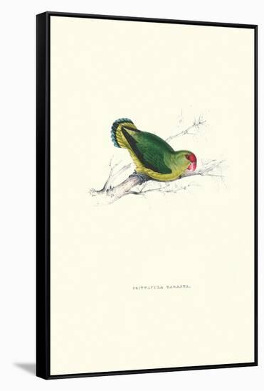 Abyssinian Parakeet - Agapornis Taranta-Edward Lear-Framed Stretched Canvas