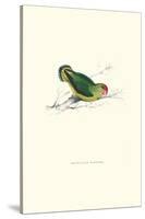 Abyssinian Parakeet - Agapornis Taranta-Edward Lear-Stretched Canvas