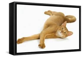Abyssinian Red in Studio-null-Framed Stretched Canvas