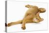 Abyssinian Red in Studio-null-Stretched Canvas